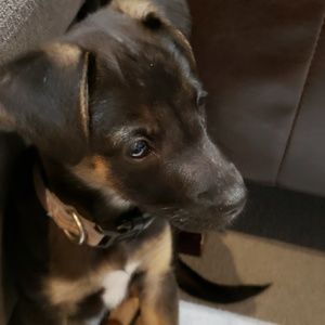 Meet your Posher, Martha